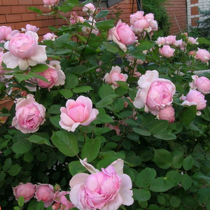 Ružičasta - engleska ruža